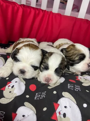 Tenho lindos filhotes de lhasa apso para reserva