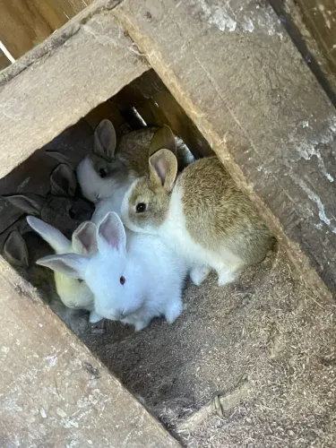 Coelhos 