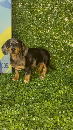 Dachshund, Teckel, Cofap