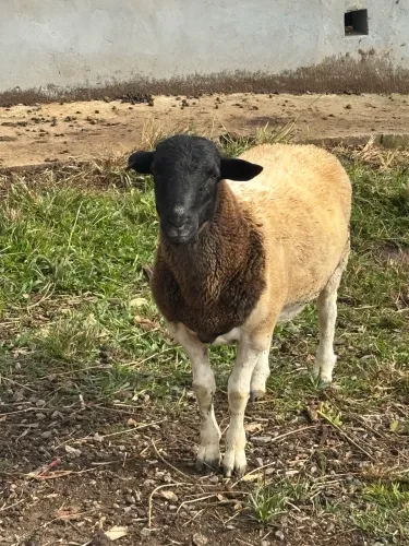 Ovelha Dorper