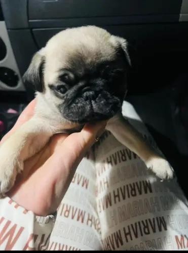 Filhotes De Pug