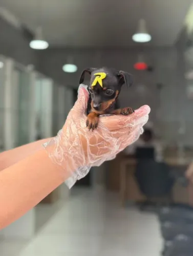 O Legítimo Pinscher Miniatura: Genética de Pureza Garantida, Vacina V10 Importada 