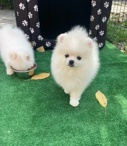 Cachorro Lulu filhote disponível com preço promocional até domingo
