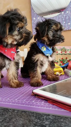 Yorkshire terrier