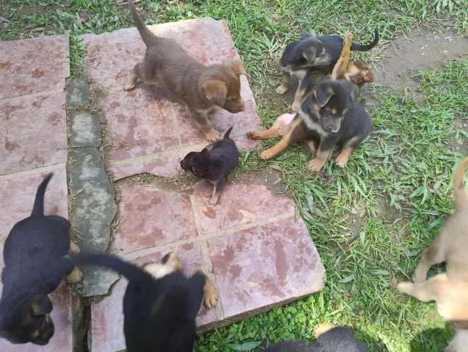 Doação filhotes cães, pastor mestiço