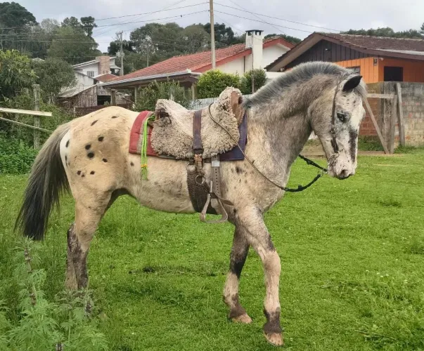 Cavalo apaloosa muito manso
