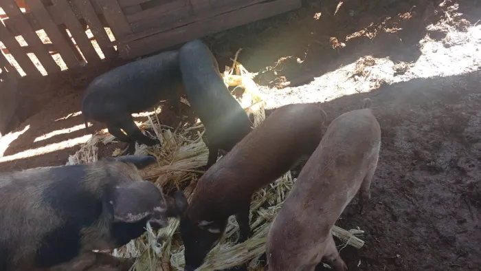 Lote de porcos caipira