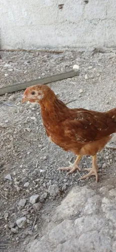 Caipira Poedeira isabrow ( várias idades)