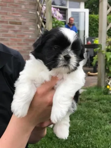 Filhote Shih-Tzu fofura