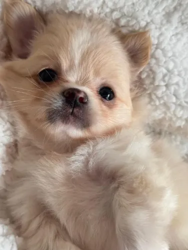 CHIHUAHUA muito obediente