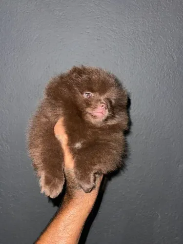Lulu da pomerania anão chocolate Ursinho 