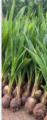 Mudas de coqueiro prontas para plantar