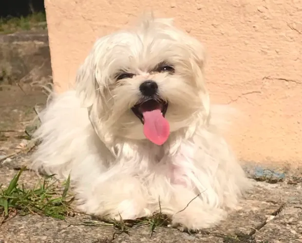 Filhote Maltês, Dê Um Lar e Receba Amor Incondicional!