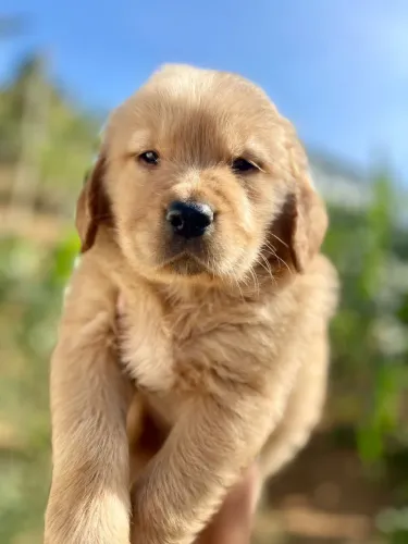 Golden Retriever - Filhotes Carinhosos e Prontos para Adotar