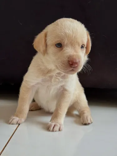 Filhote labrador puro