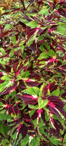 Coleus planta linda para decorar seus ambientes! Retirar em sobradinho ENTREGO
