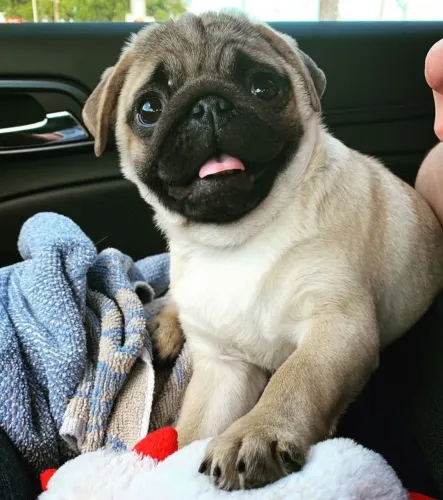 Pug filhote disponível o prazer gratificante de ter uma companhia para passear de carro 