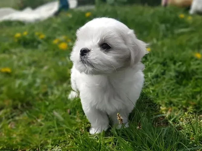 Maltês Mini Branquíssimo Macho - Porte Pequeno, Amor Gigante! 