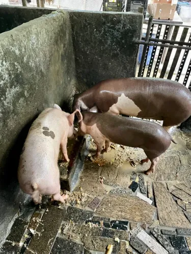 Venda Porcos e Leitões RJ