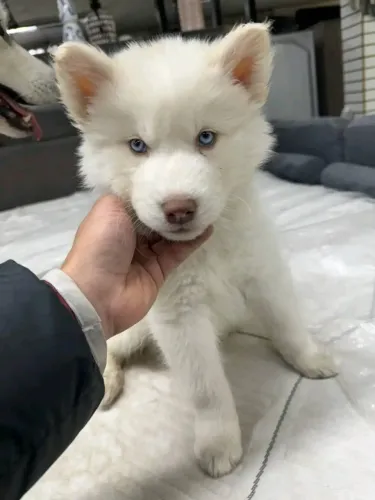 Filhotes de Husky Siberiano | Latidos de alegria à vista!