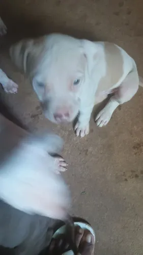 Filho de Pitbull 