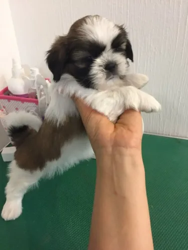 Shih Tzu cheio de amor e alegria