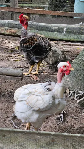 Vendo galinha sura 