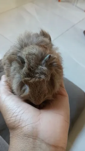 Porquinho da india