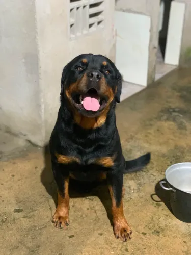 Filhote de Rotweiller Macho
