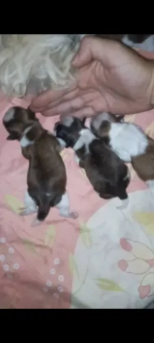 Cachorros shitzu filhotes