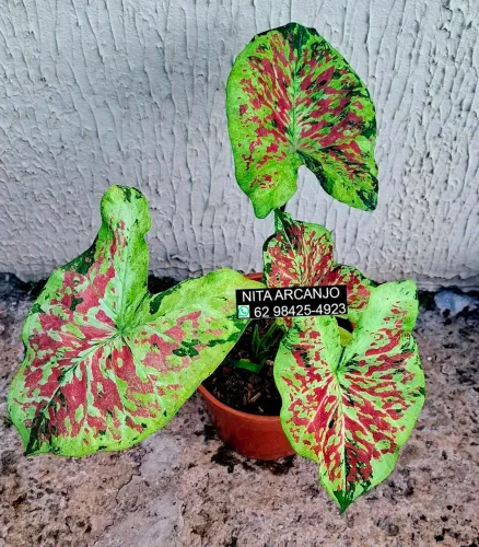 Vendemos plantas ornamentais