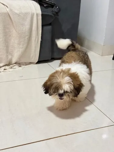 Filhote Shih tzu
