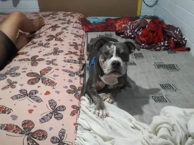 Cachorro