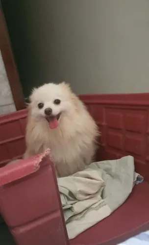 Lulu da Pomerania fêmea adulta