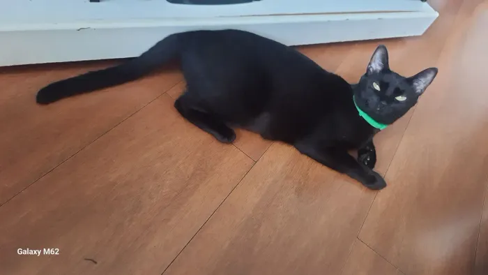 Gata preta carinhosa