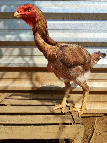 Índio gigante
