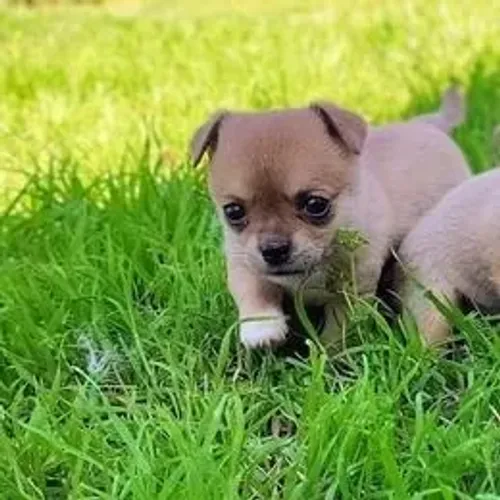 Chihuahua,Chihuahua Filhote Top Padrão da Raça
