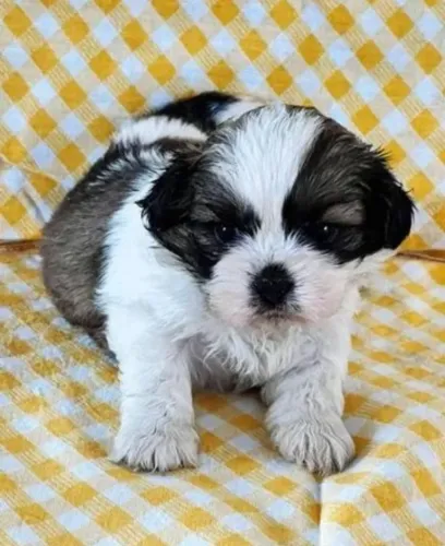 Filhote de Shih Tzu O Bebê Mais Fofo Que Você Vai Conhecer
