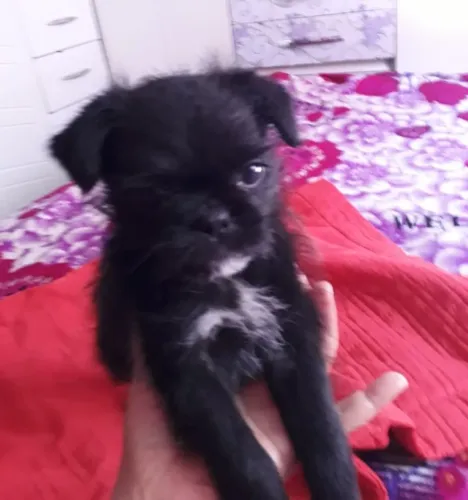 Linda cachorrinha mix schirz com pugue