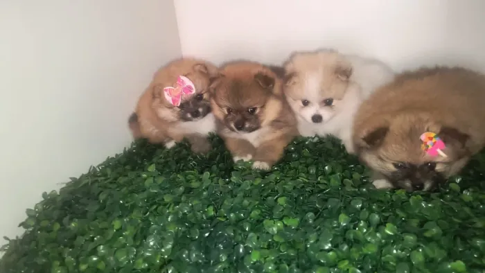 Filhote de spitz alemão 