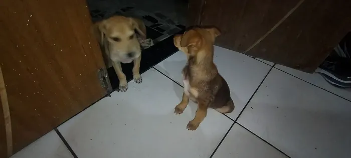 Doação Filhote
