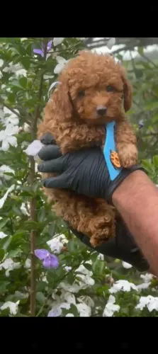 Poodle red 