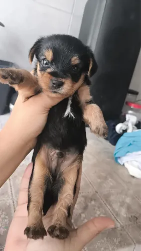 Cachorro yorkshire