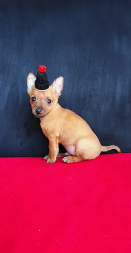 Pinscher todas as cores vacinados 