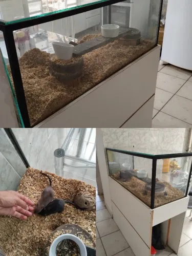 Terrário
