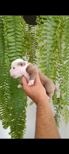 CACHORRO AMERICAN BULLY MICRO EXOTIC C/ PEDIGREE ( FILHOTE )