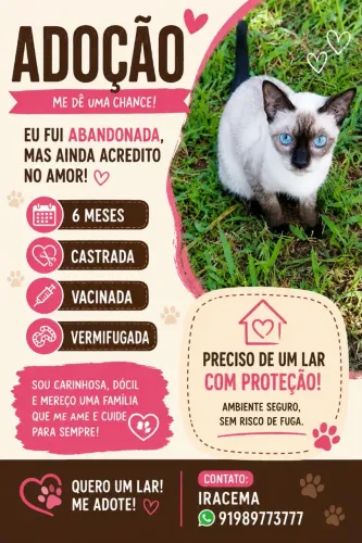 Adoção gatinha