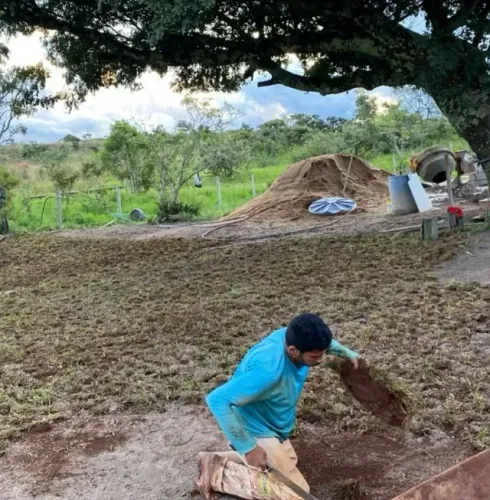Gramas para seu jardim incluso plantio