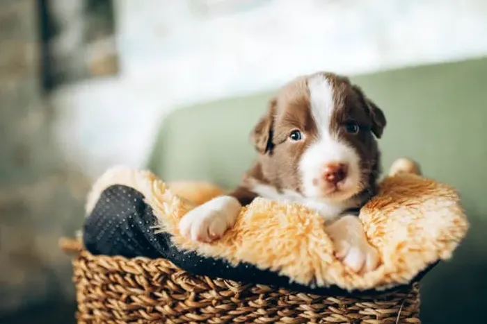 Border Collie Muito Esperto ?