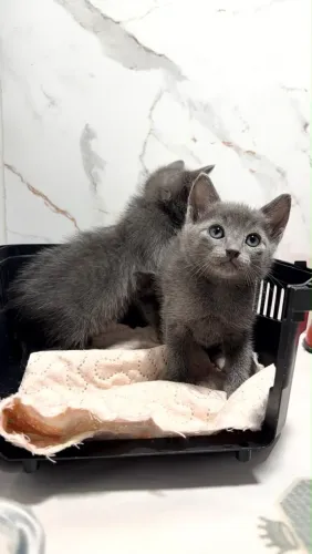 Russian Blue fêmeas e Machos 